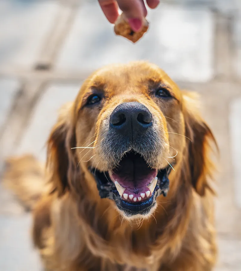 Dog Eating Training Treats