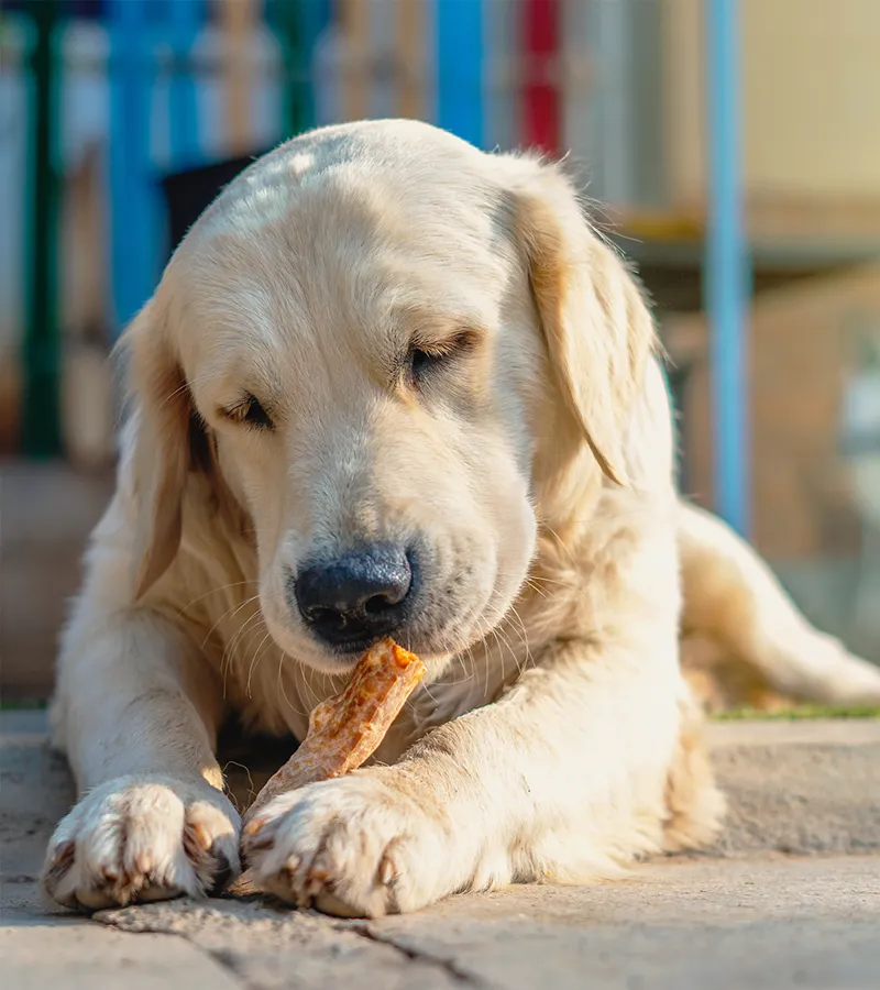 Dog with training treat