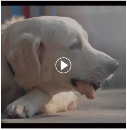 Dog with training treat