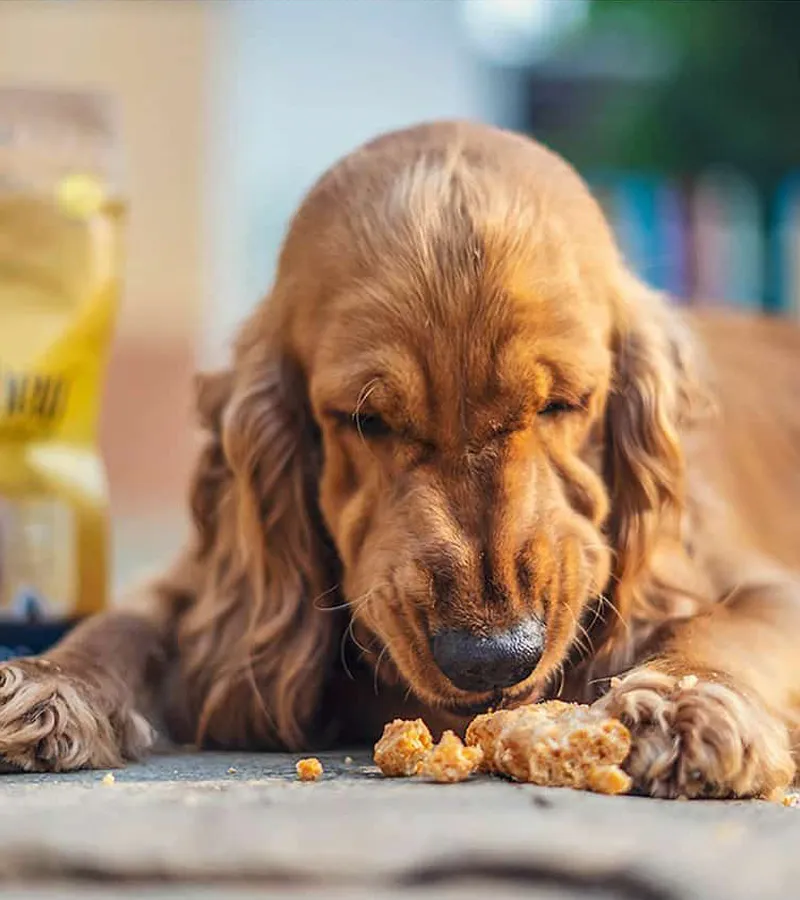 Dog Eating Training Treats