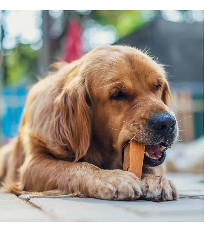 Large Dog Eating Dog Treats