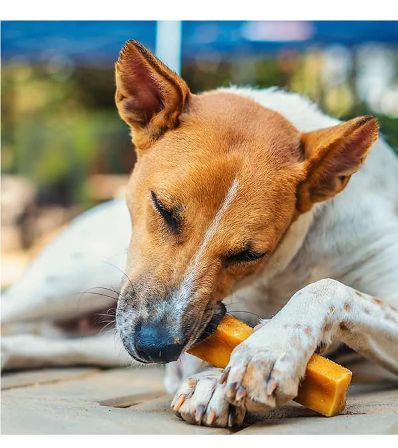 Medium Dog Eating Dog Treats