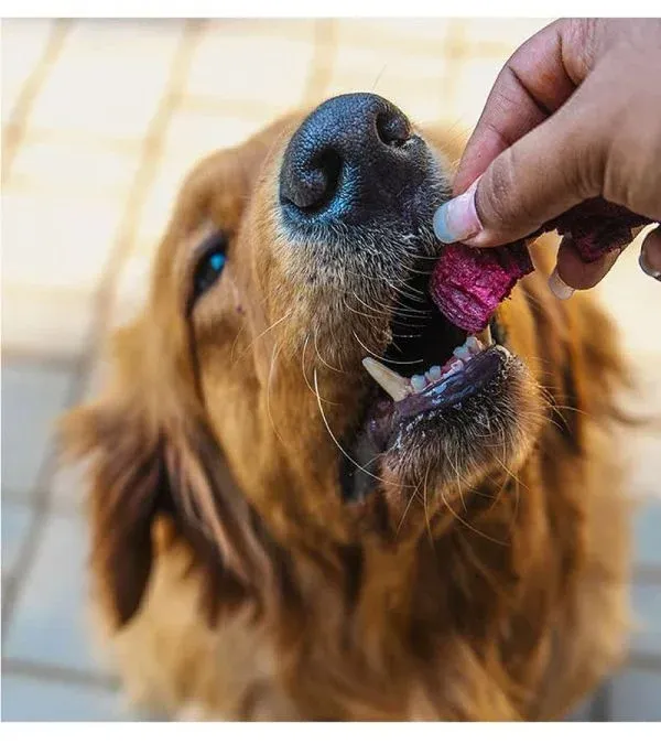 dog eating treat