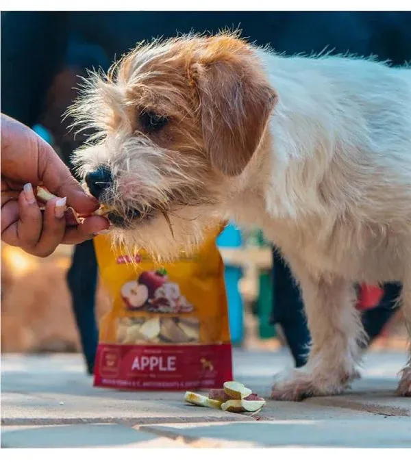 dog consuming apple treats