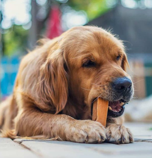 all-natural dog treats