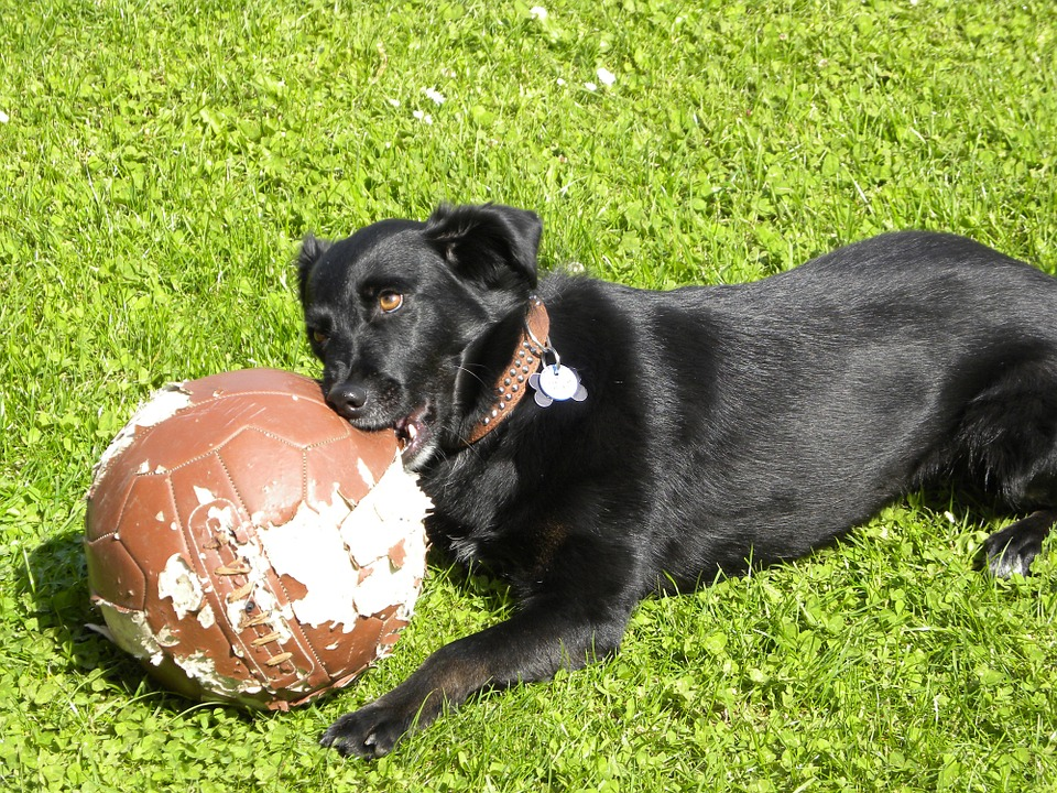 exercise improves dog behavior