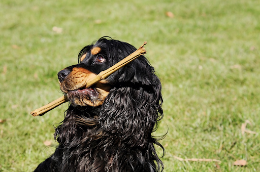 Regular Exercise for Your dog 