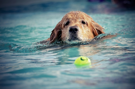 swimming for dogs