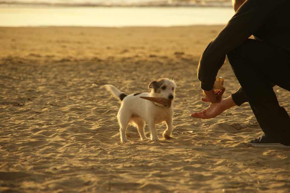 Dog Exercising 