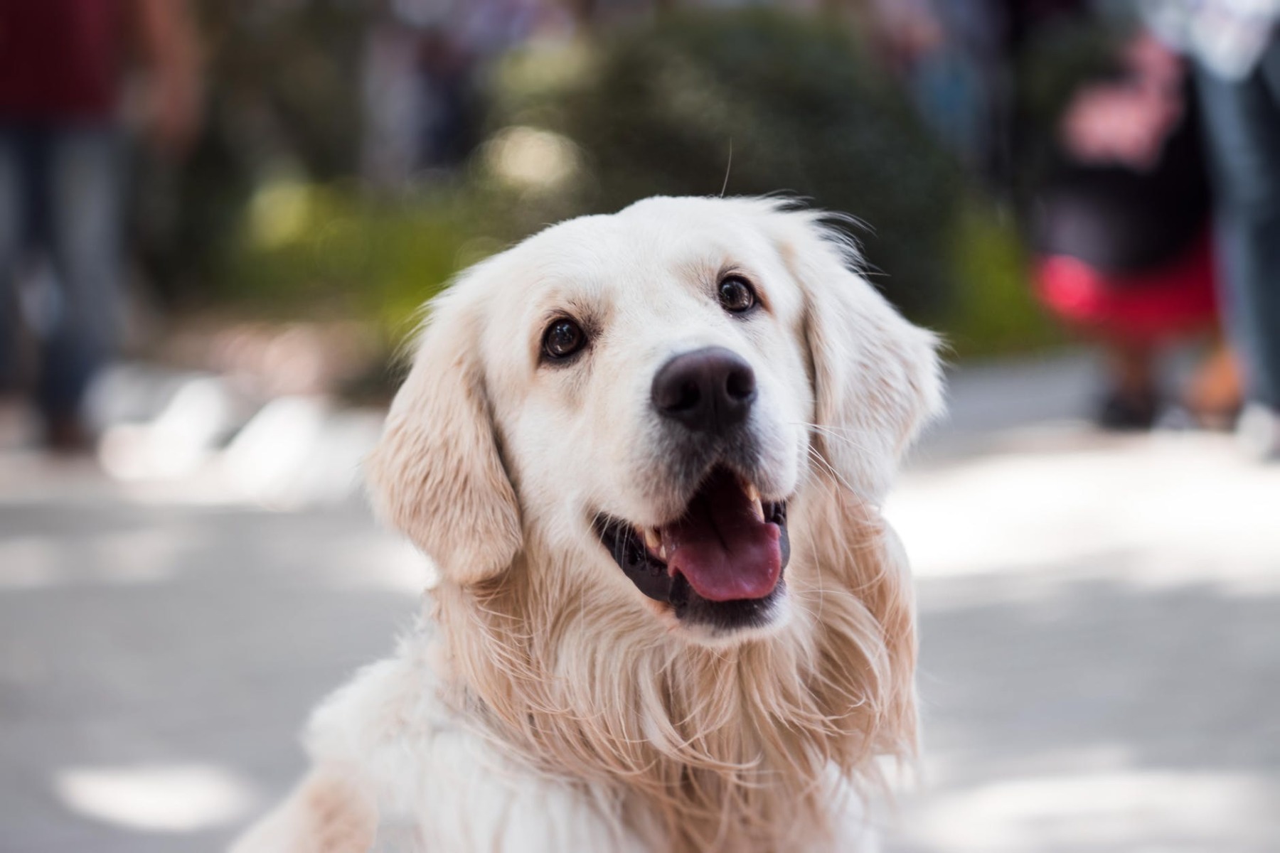 healthy natural dog treats