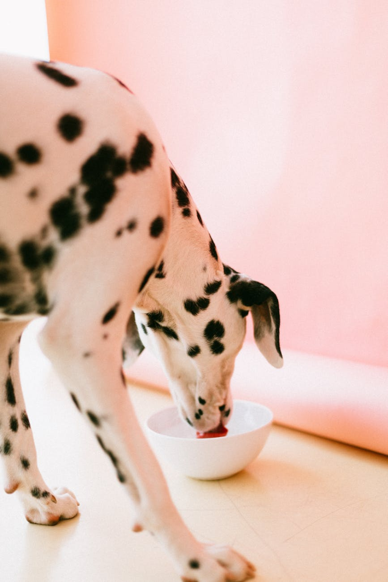 Weight management treats for dogs