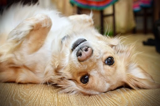 dog lying on ground