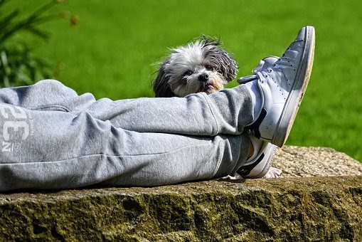 dog lying on foot