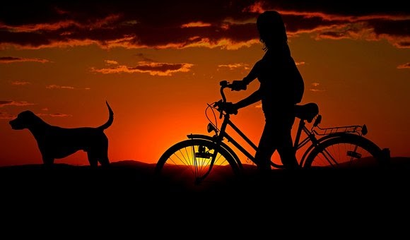dog walking with sunset scene