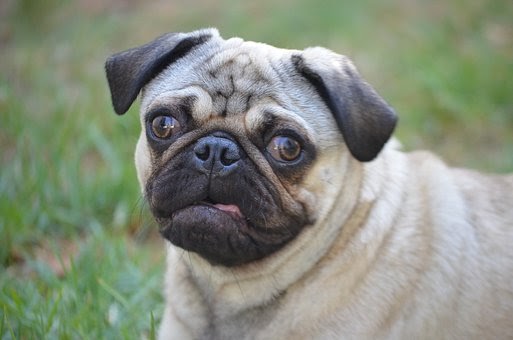 pug in the outdoor