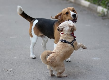 two dogs playing together