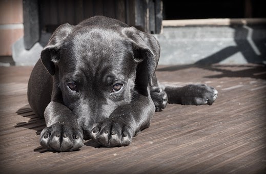 dog lying on the floor