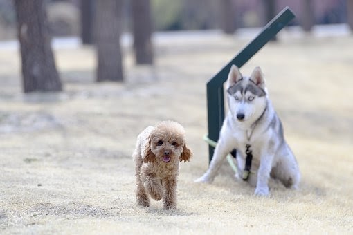 two dogs on the ground