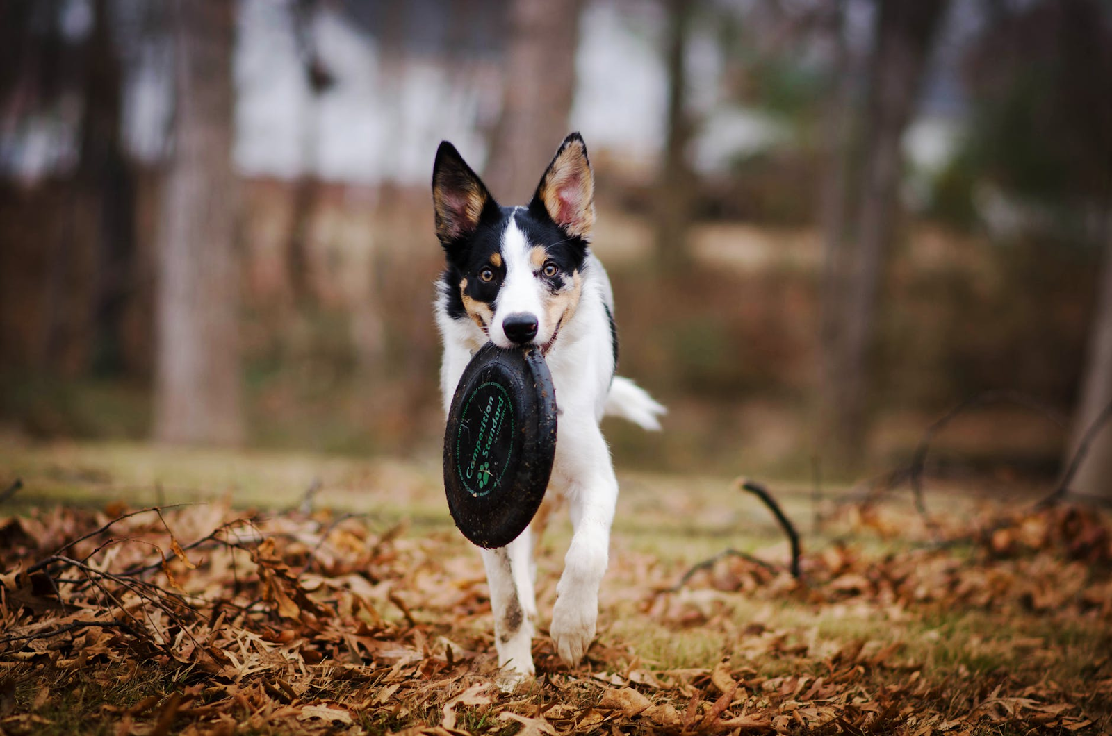 raise and train puppy