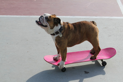 dog on skateboard