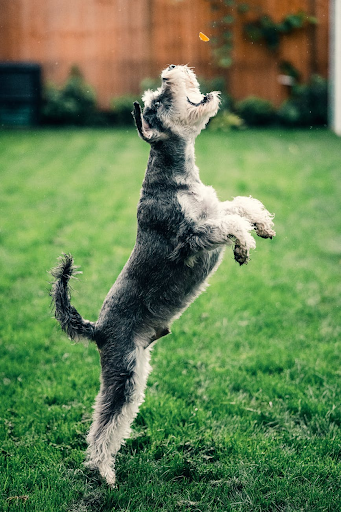 dog playing in the field