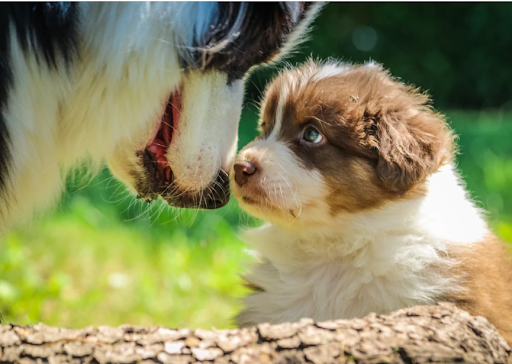 Canine Development Stages