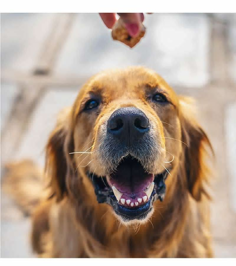 ingredients that go into the dog treats