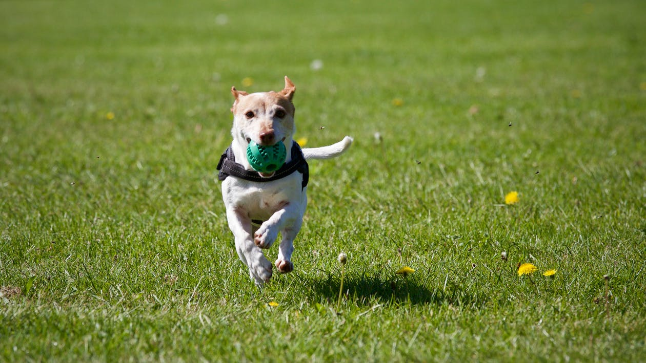 dog doing exercise