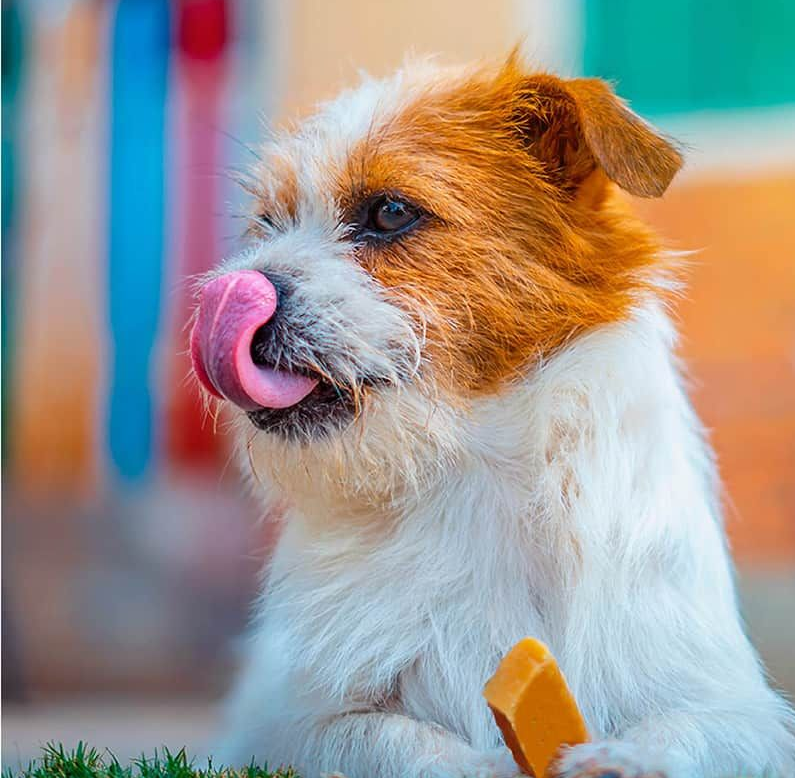 What to Look for When Looking for Safe Dog Treats for Puppies