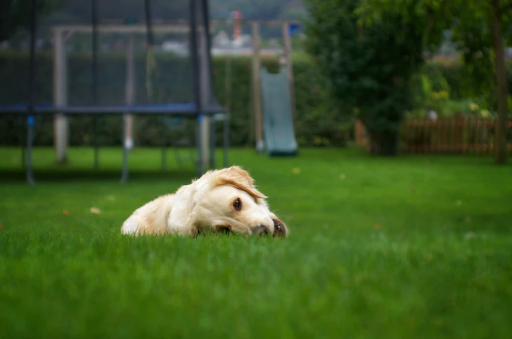 Dogs Eating Gras