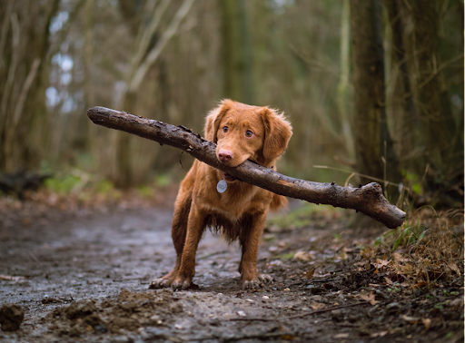 How to be an Eco-Friendly Pet Parent