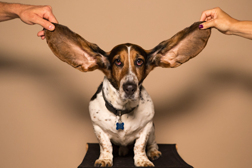 How To Clean Dog's Ears: A Guide to Ear Care for Dogs
