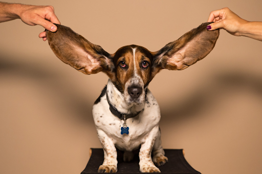 How To Care For Your Dog's Ears