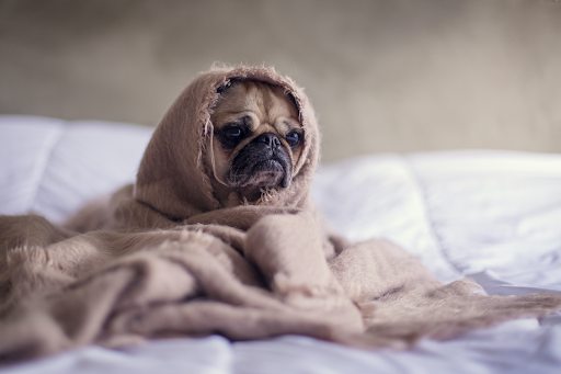 dog in blanket