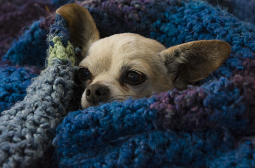 dog inside blanket