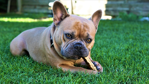 How is yak cheese good for your dog