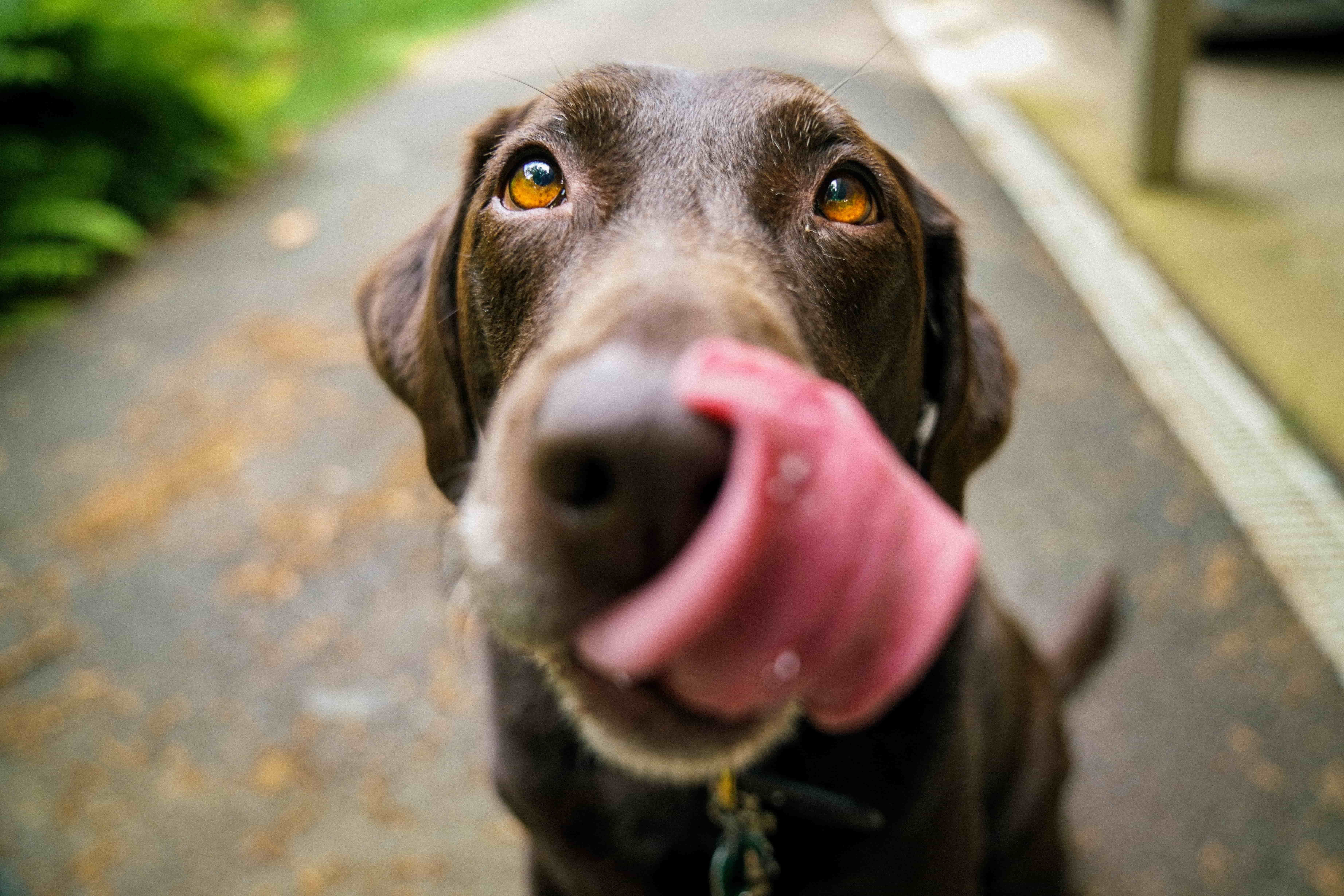 Vegetarian Dog Treats