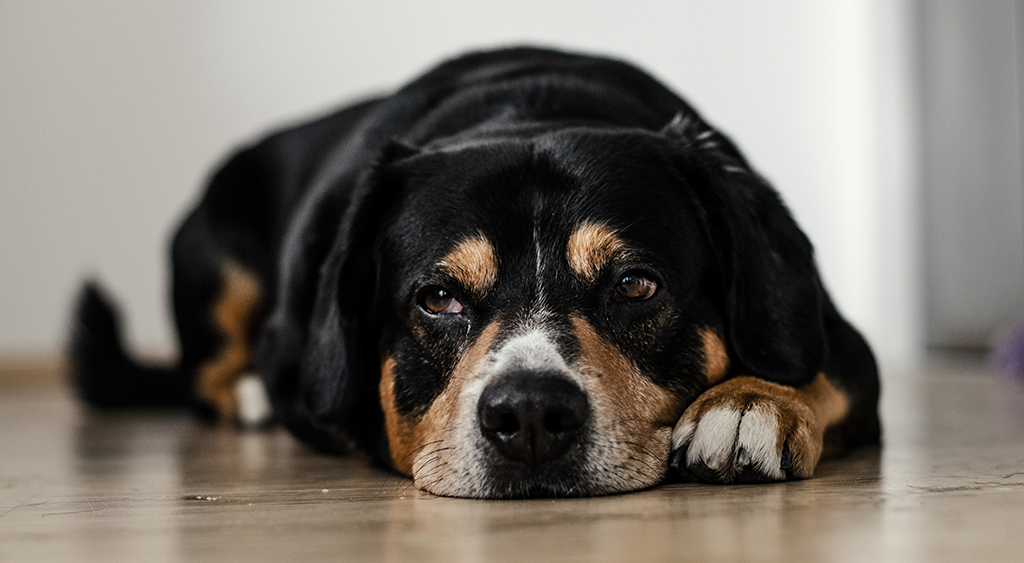 Pets – Life Enhancers in Senior Citizens’ Life Pets – Life Enhancers in Senior Citizens’ Life