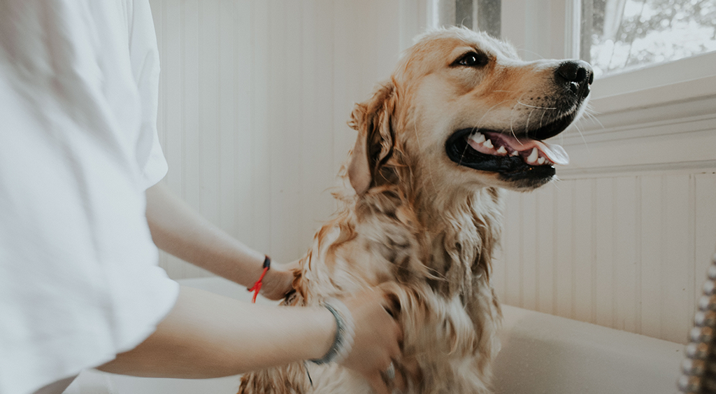 Deworming For Dogs: How Often Do Dogs Need To Be Dewormed?