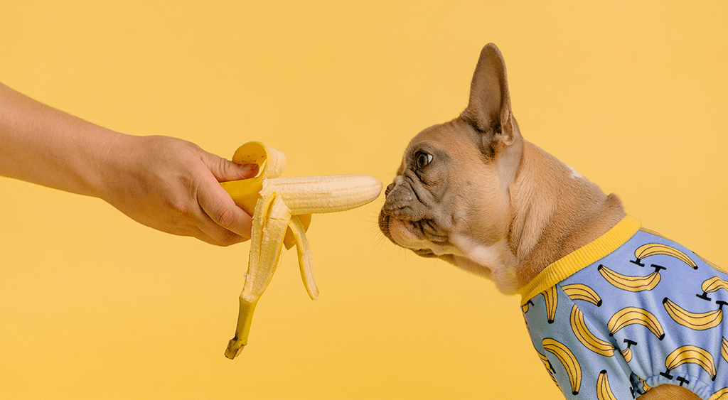 Banana Dog Treats for dogs
