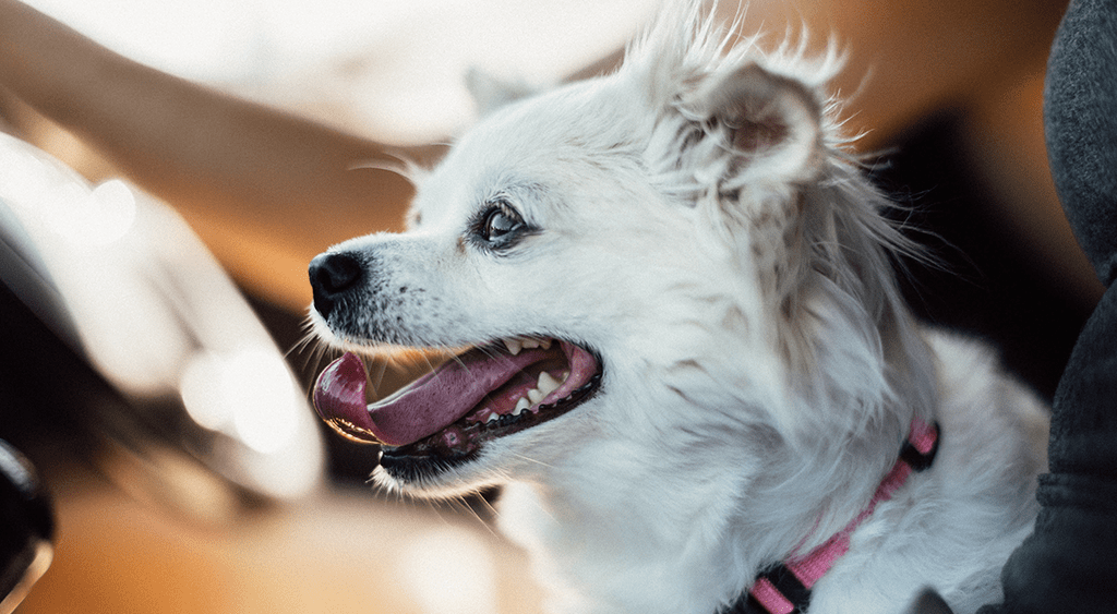 ﻿Best Dog Chews Sticks For 8 Week Old Puppy