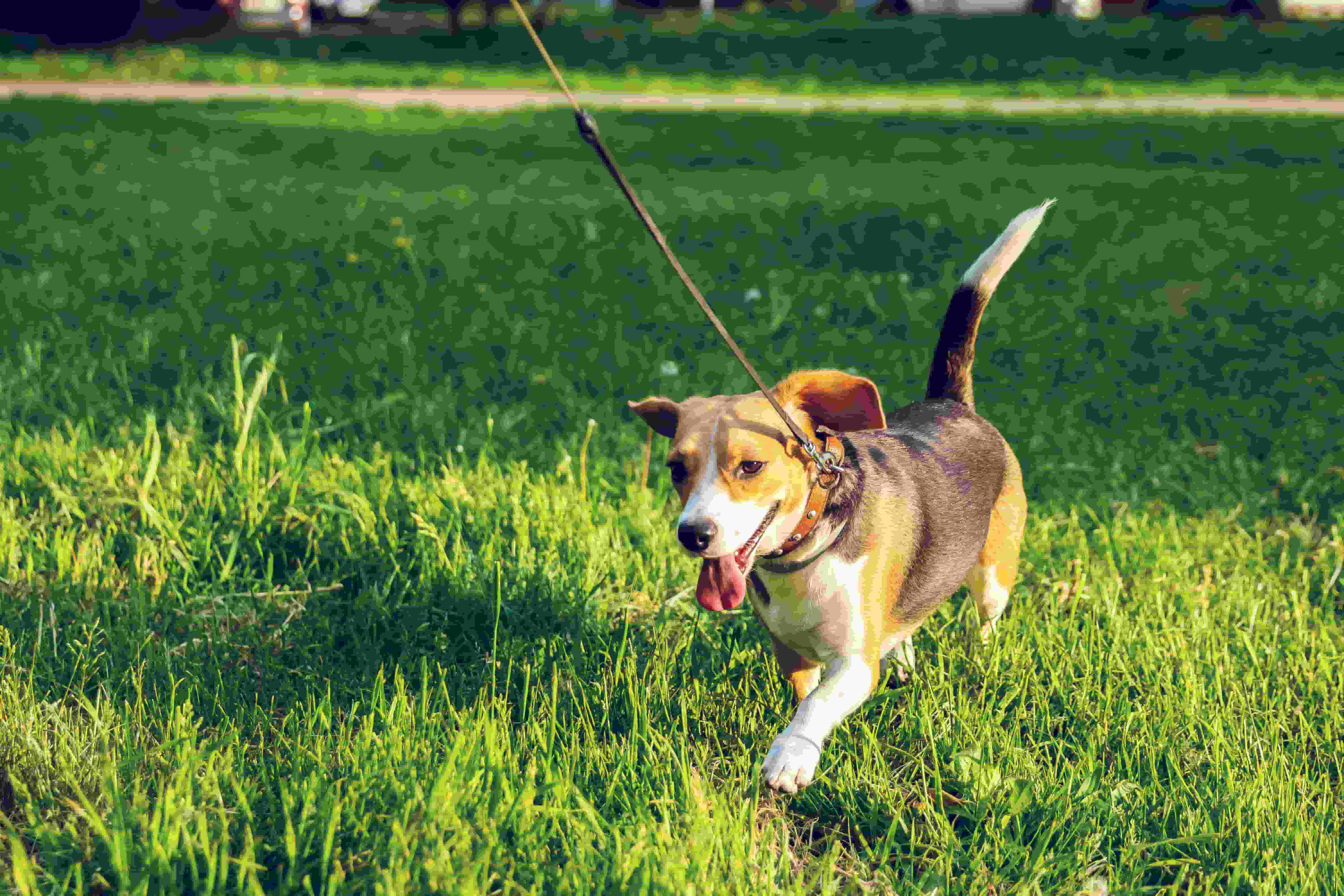 Pulling the leash