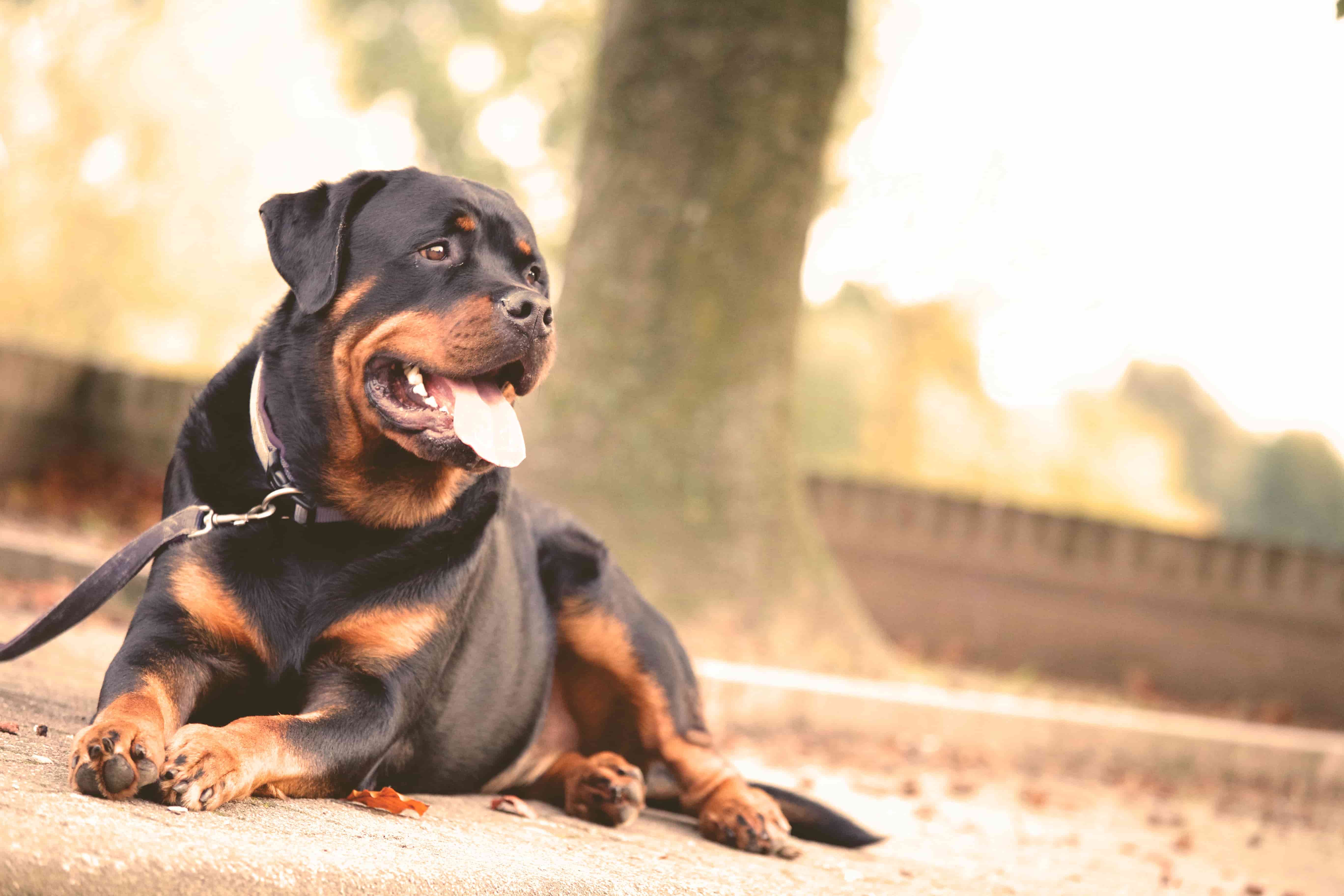 How cow and yak milk chews help freshen your dog's breath