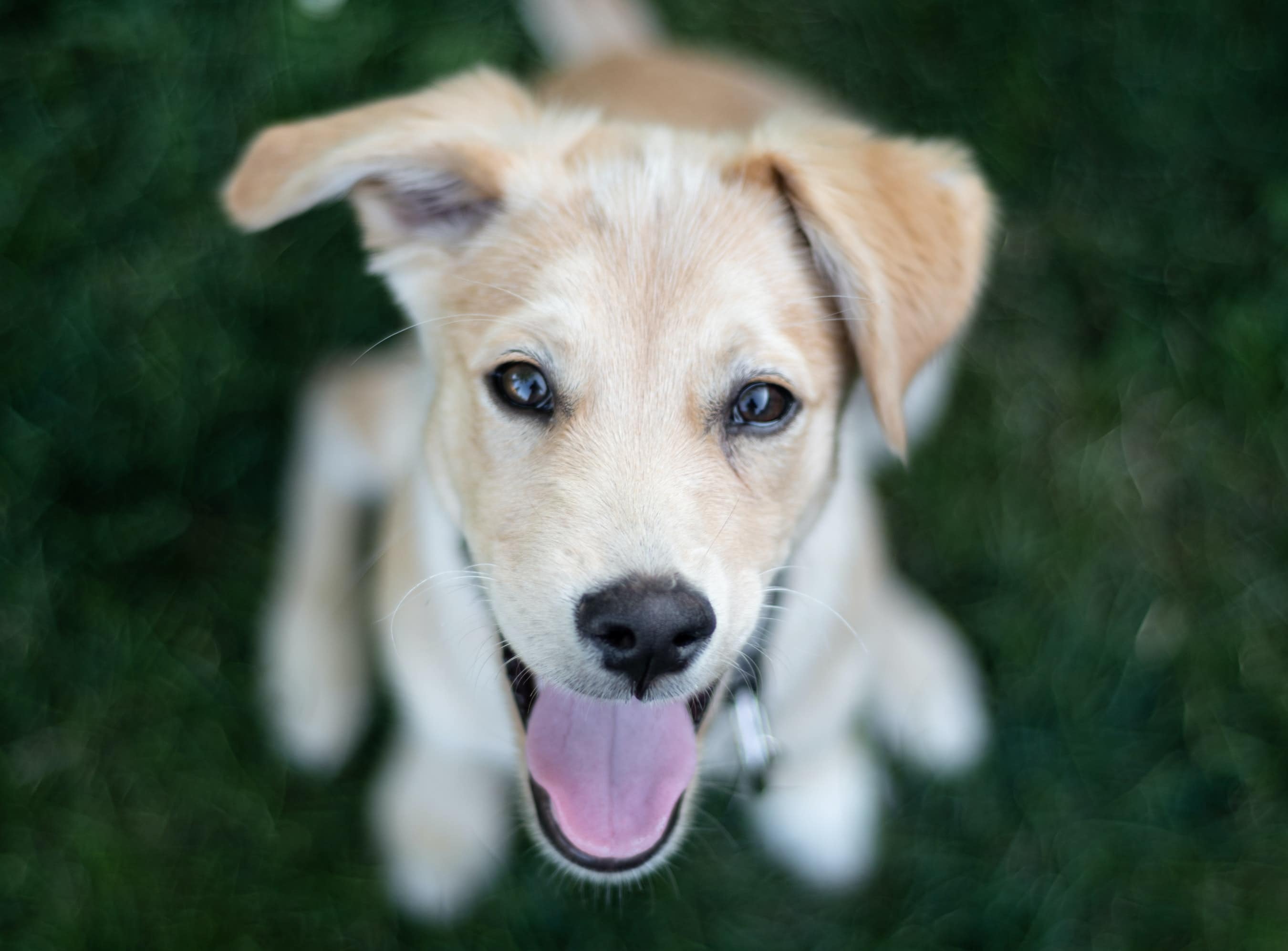 Cow and Yak Cheese are Great as Puppy Calming Treats