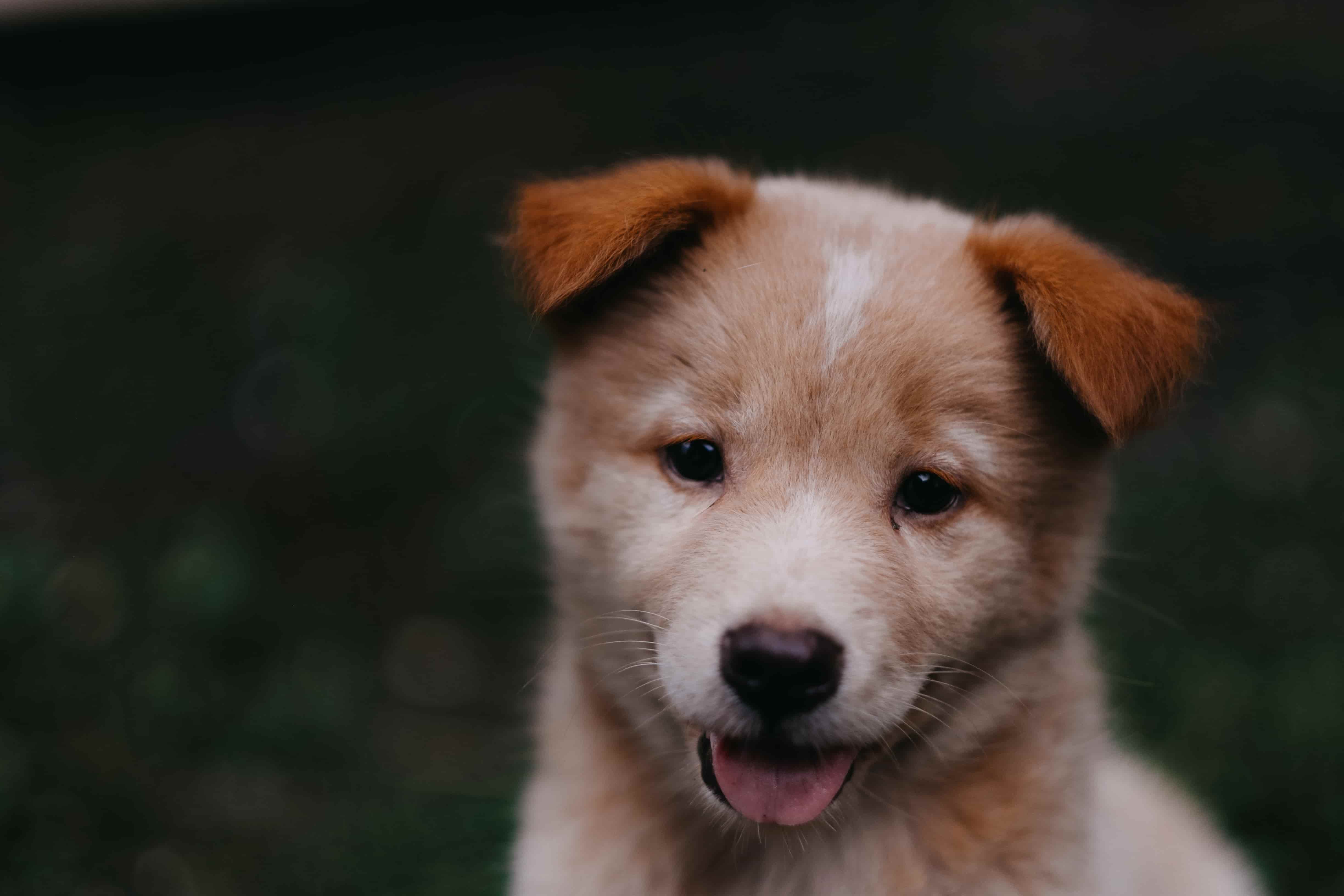 Long Lasting Dog Chews for 2 Month Old Puppy