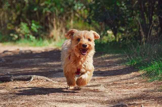 Choose Safe Dog Treats for Puppies