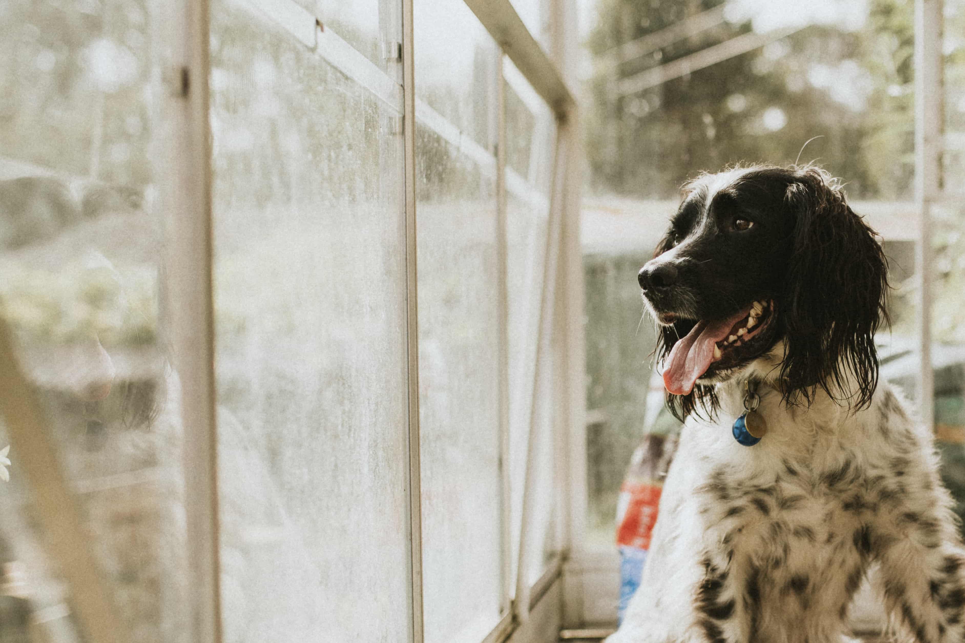 dog looking through greenhouse