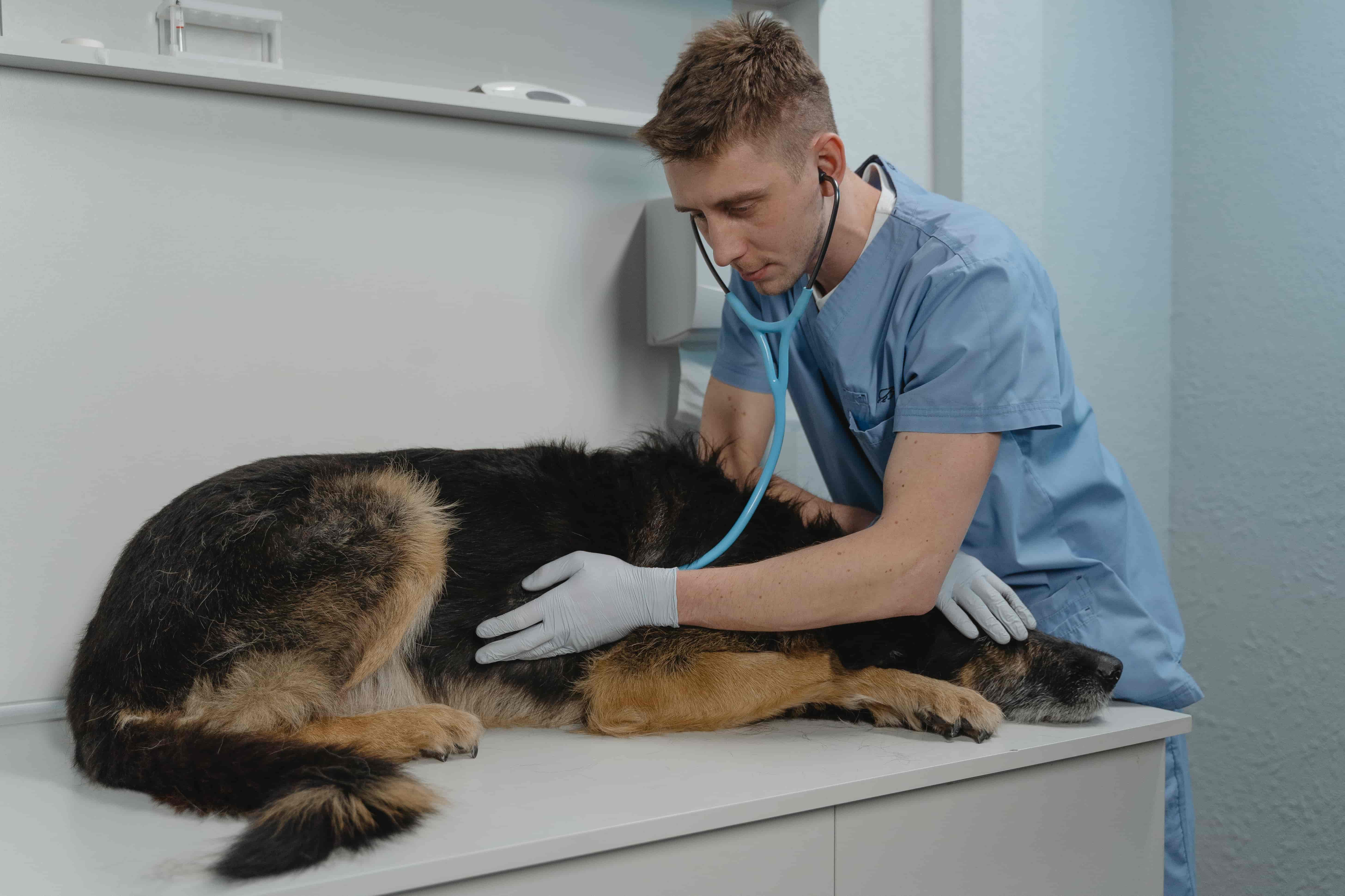 Visit a VET