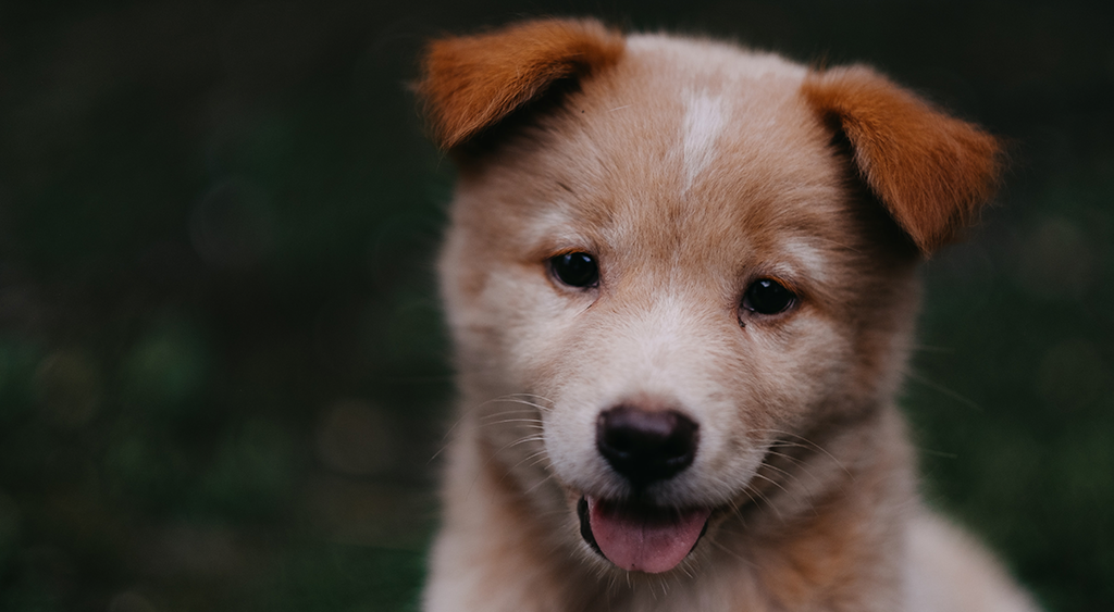 ﻿Puppy Teething Guide