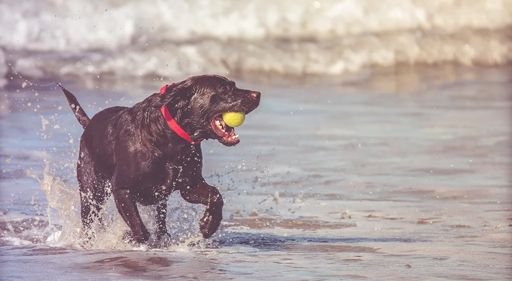 7 Ways To Help Your Dog Live A Longer And Healthier Life